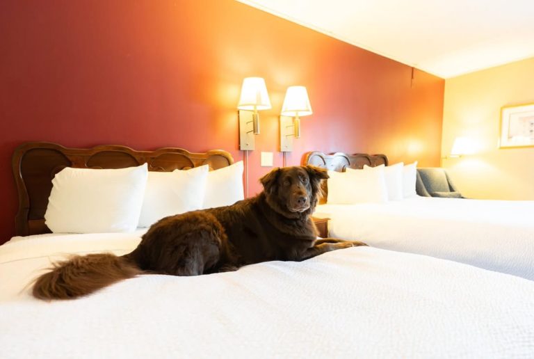 Pet Friendly 768x516