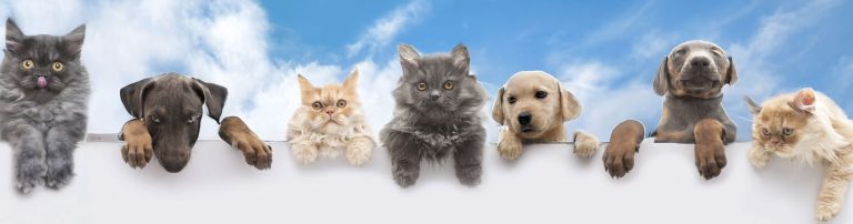pet care topper 1 768x202